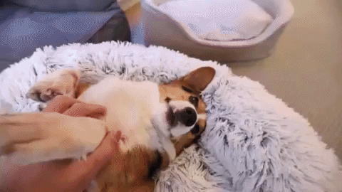 Plush Calming Bed
